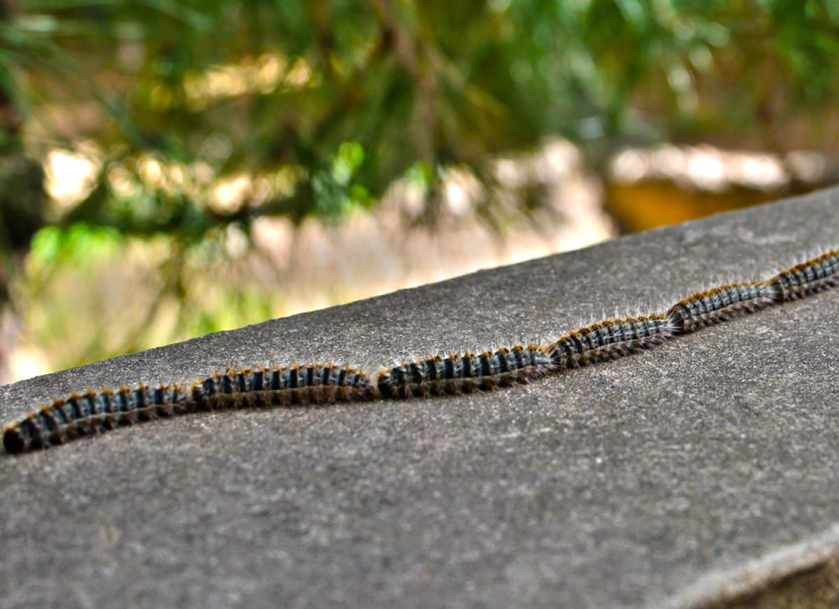 amos_caterpillar